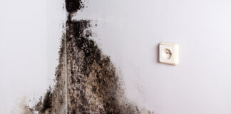 Is de zwarte schimmel gevaarlijk voor de gezondheid? zwarte schimmel