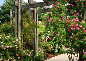 Tuin Met Veel Bloei